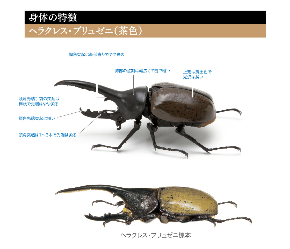 かぶとむし いきもの大図鑑 ガシャポンワールド かぶとむし いきもの大図鑑 ガシャポンワールド