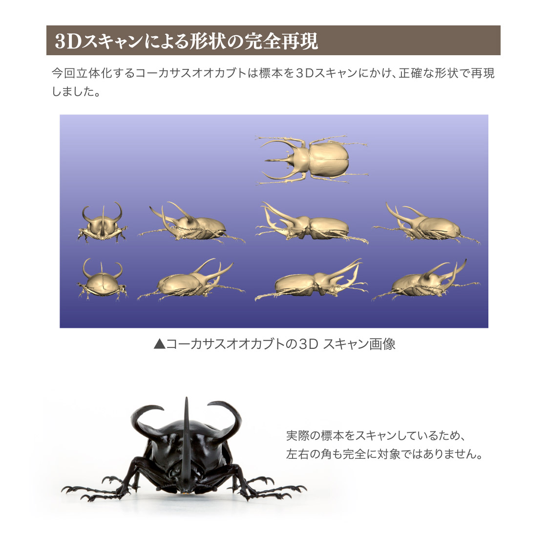 かぶとむし02 いきもの大図鑑 ガシャポンワールド かぶとむし02 いきもの大図鑑 ガシャポンワールド