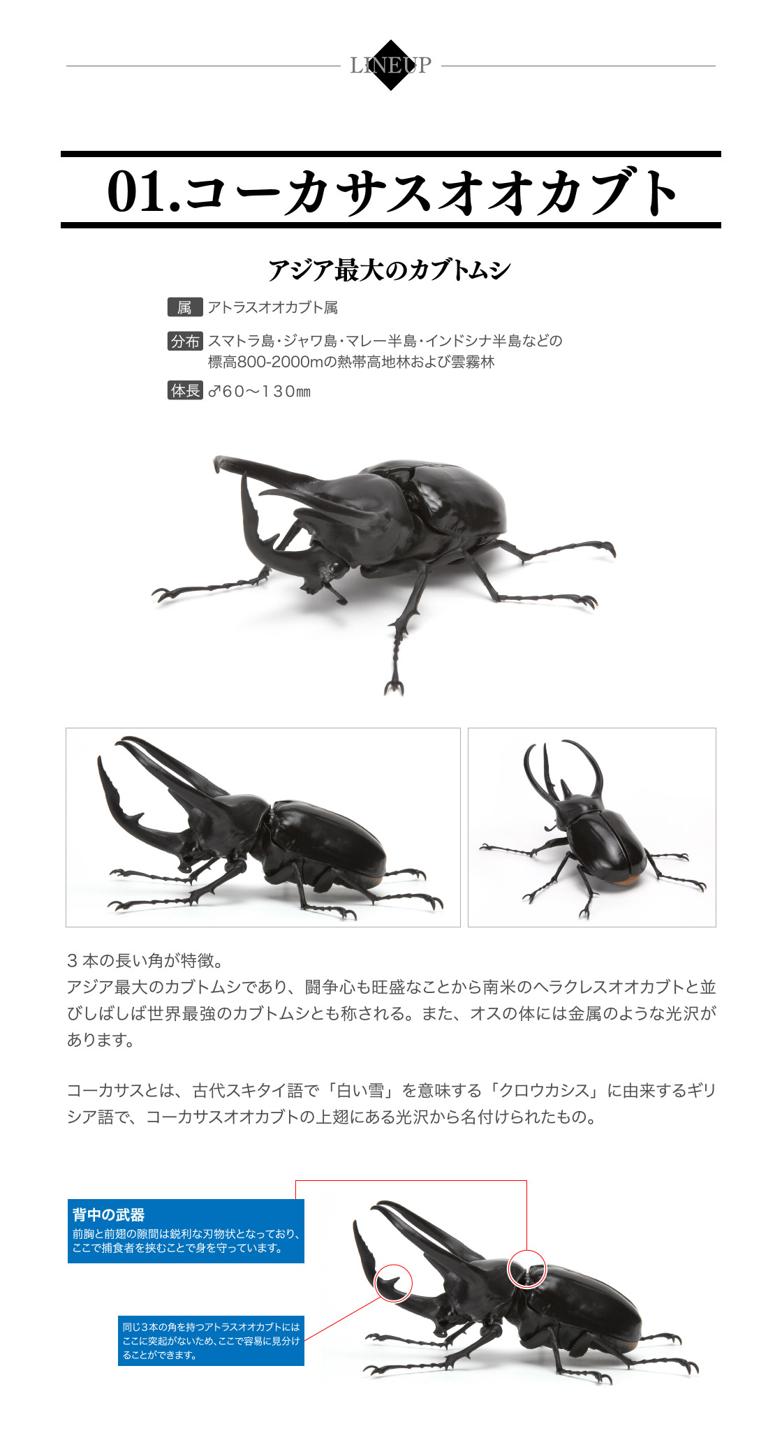 かぶとむし02 いきもの大図鑑 ガシャポンワールド かぶとむし02 いきもの大図鑑 ガシャポンワールド