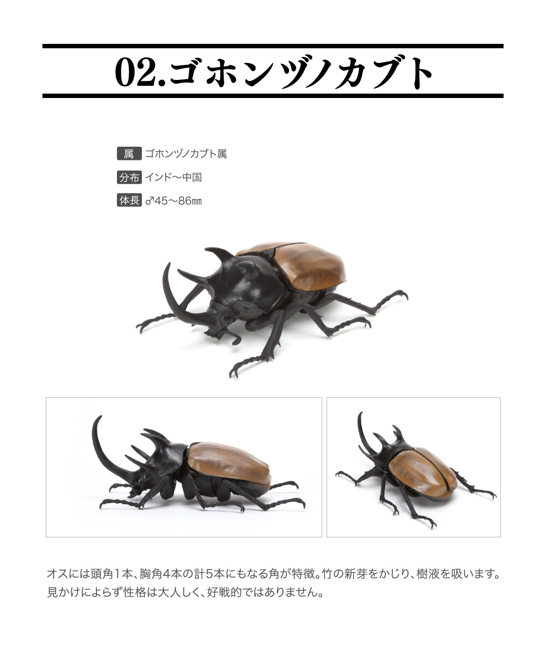 レアなし いきもの大図鑑 かぶとむし02 全4種セット ガチャ ガシャ ノーマルセット 新作送料無料 レアなし いきもの大図鑑 かぶとむし02 全4種セット ガチャ ガシャ ノーマルセット 新作送料無料