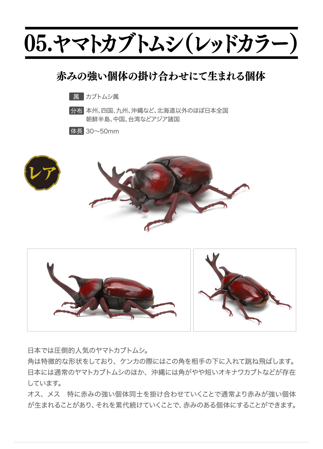 100 品質 ガシャポン いきもの大図鑑 かぶとむし ヤマトカブトムシ コーカサスオオカブト くわがた かまきり ダークブラウン セット 生き物 Labelians Fr