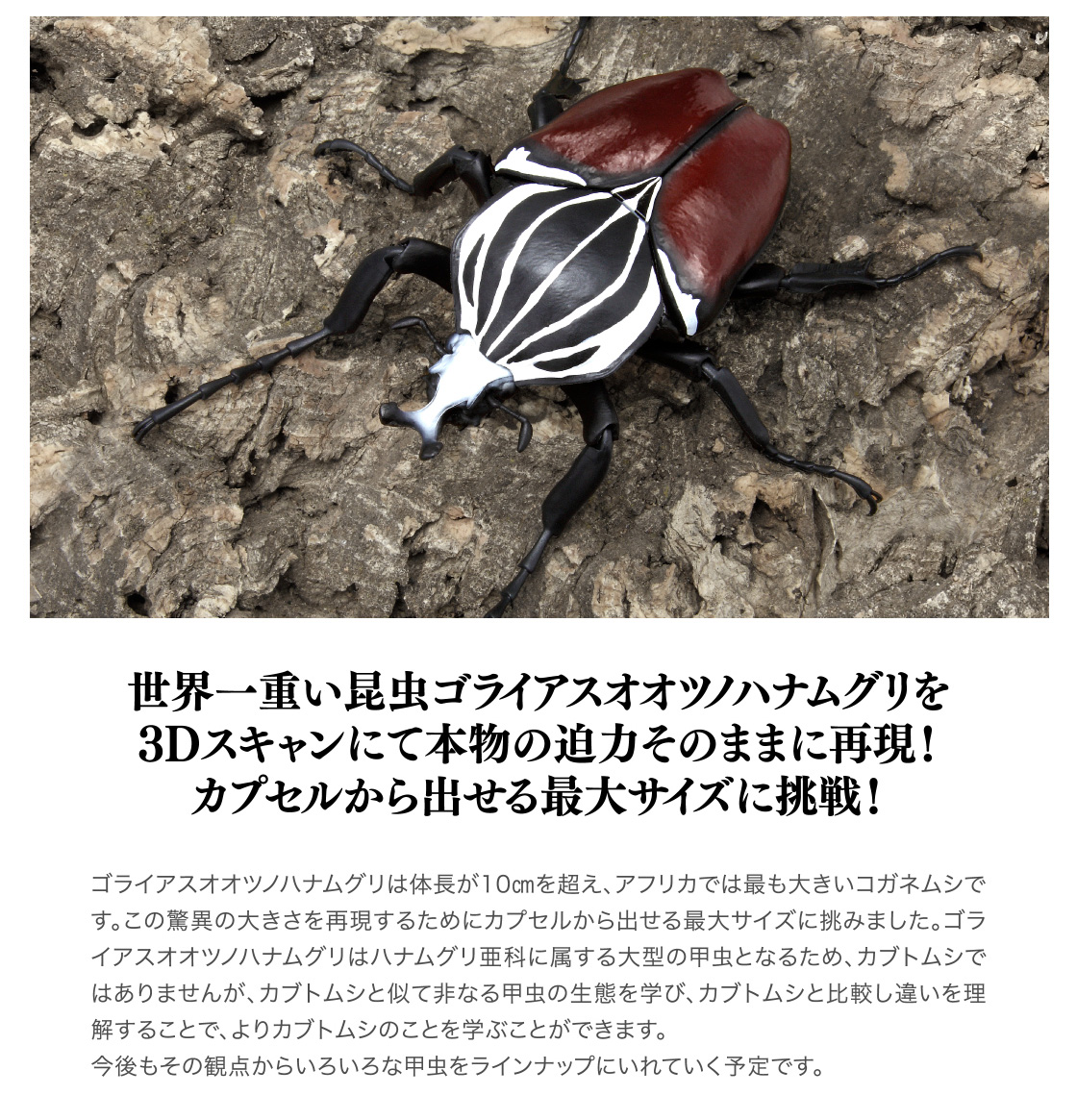 世界一重い昆虫ゴライアスオオツノハナムグリを3Dスキャンにて本物の迫力そのままに再現！カプセルから出せる最大サイズに挑戦！