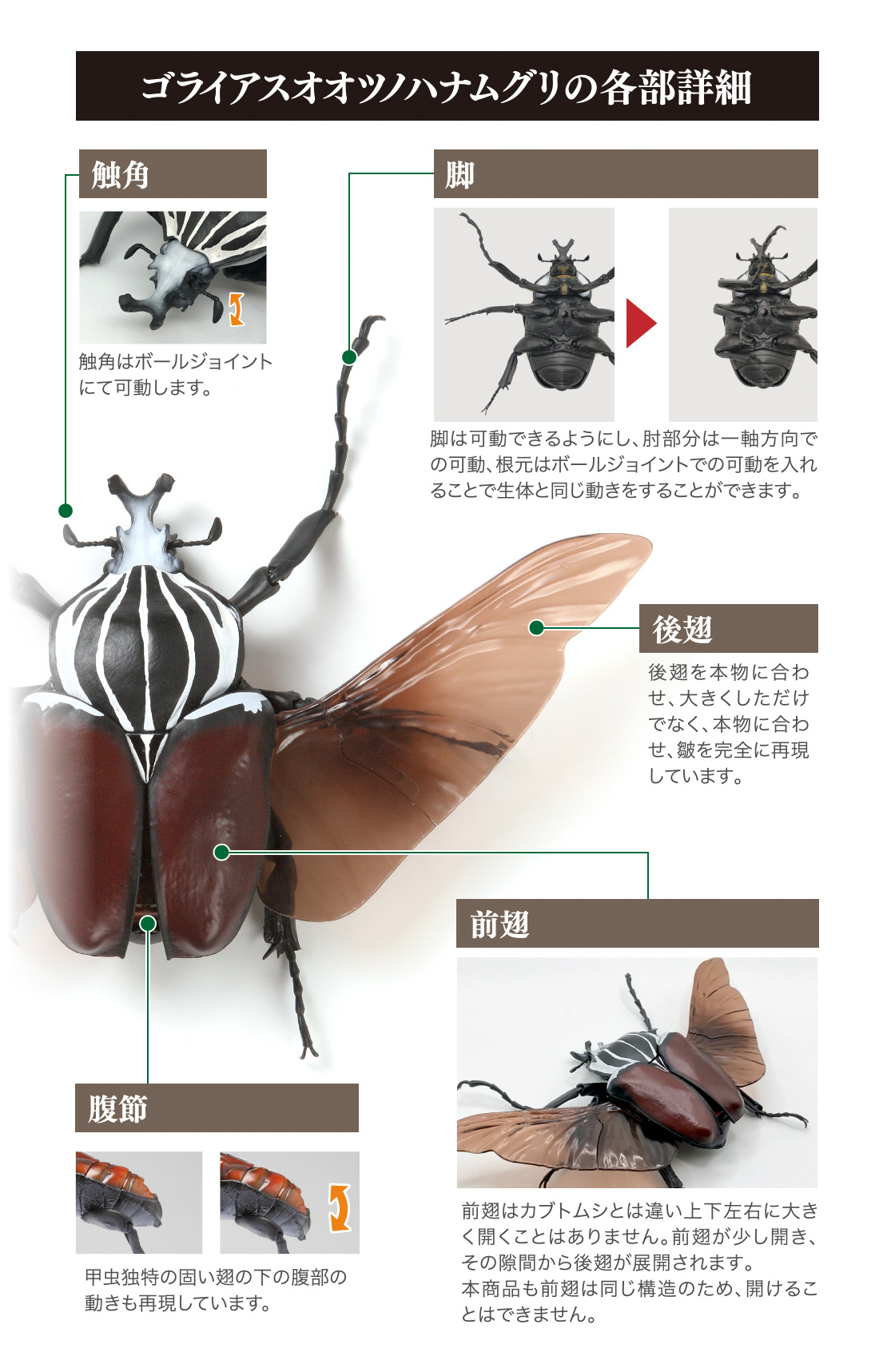 いきもの大図鑑 かぶとむし03｜いきもの大図鑑｜ガシャポン 