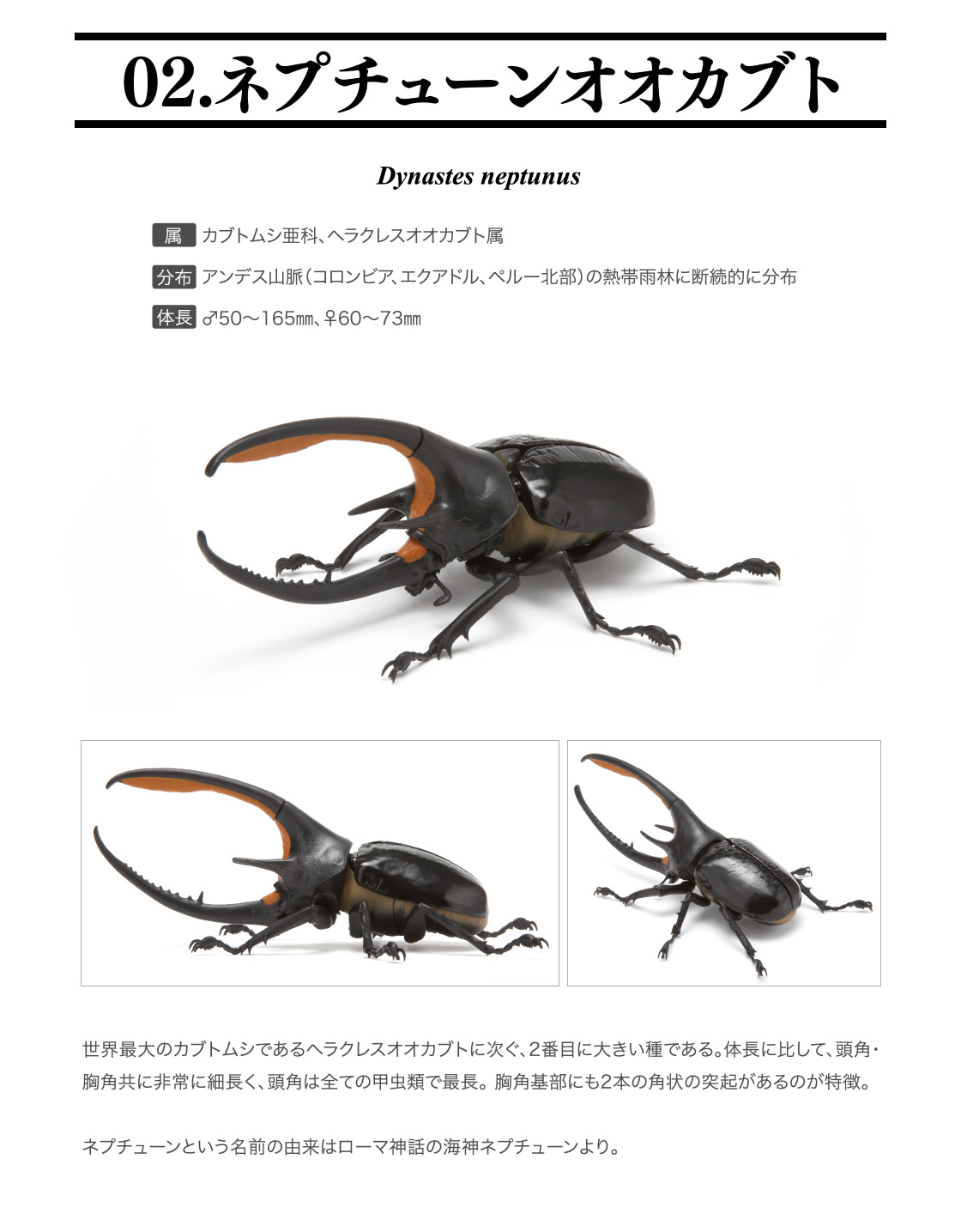 いきもの大図鑑 かぶとむし03 いきもの大図鑑 ガシャポンオフィシャルサイト いきもの大図鑑 かぶとむし03 いきもの大図鑑 ガシャポンオフィシャルサイト