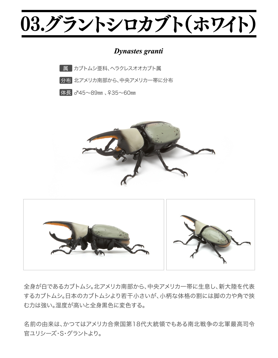 いきもの大図鑑 かぶとむし03 いきもの大図鑑 ガシャポンオフィシャルサイト いきもの大図鑑 かぶとむし03 いきもの大図鑑 ガシャポンオフィシャルサイト