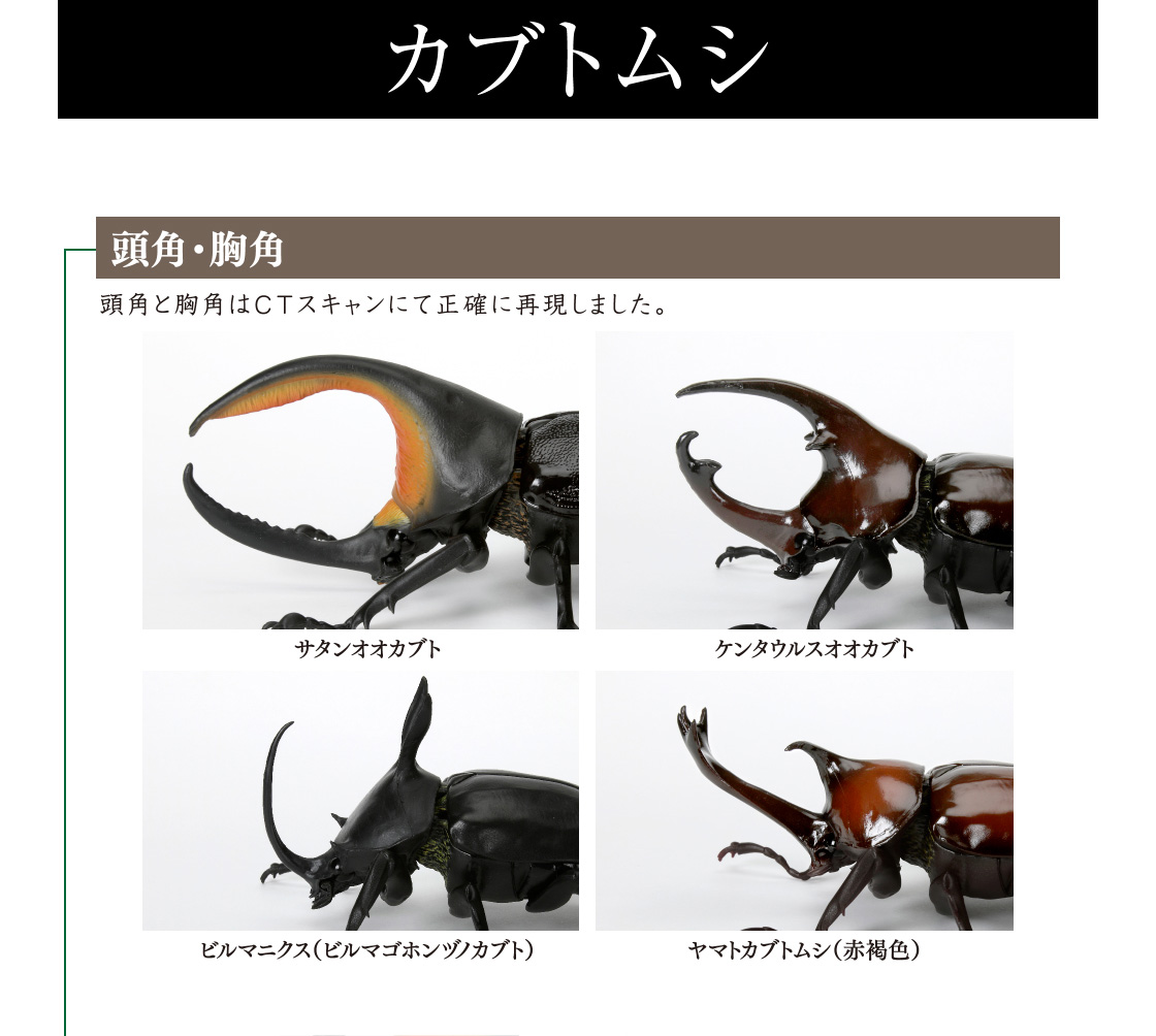 いきもの大図鑑 かぶとむし05 ヤマトカブトムシ 赤褐色 かぶとむし 