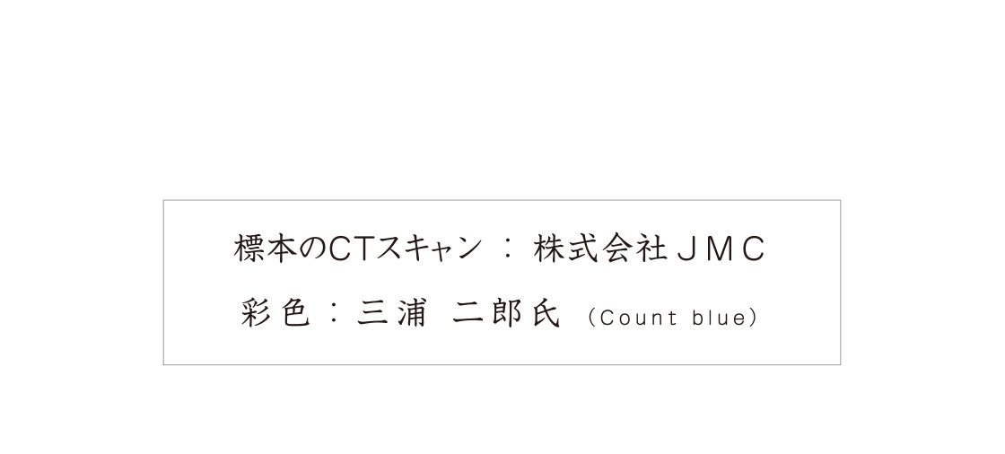 標本のCTスキャン：株式会社JMC　彩色：三浦二郎氏（Count blue）