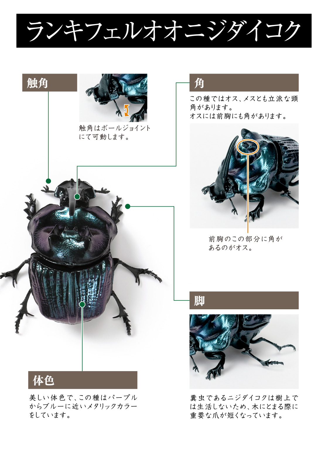 ランキフェルオオニジダイコク 触角、角、脚、体色