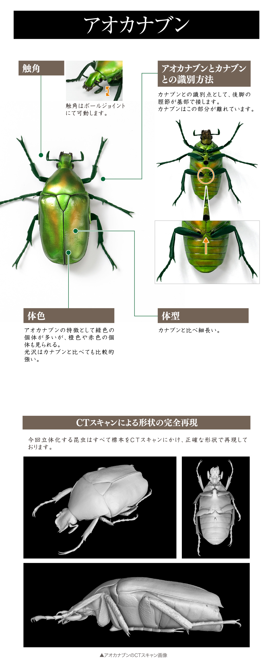 アオカナブン 触角、アオカナブンとカナブンとの識別方法、体色、体型、CTスキャンによる形状の完全再現