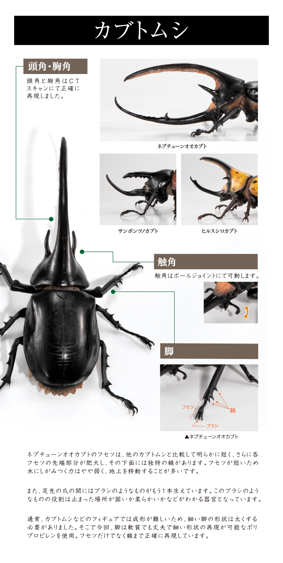 カブトムシ 頭角・胸角、触角、脚