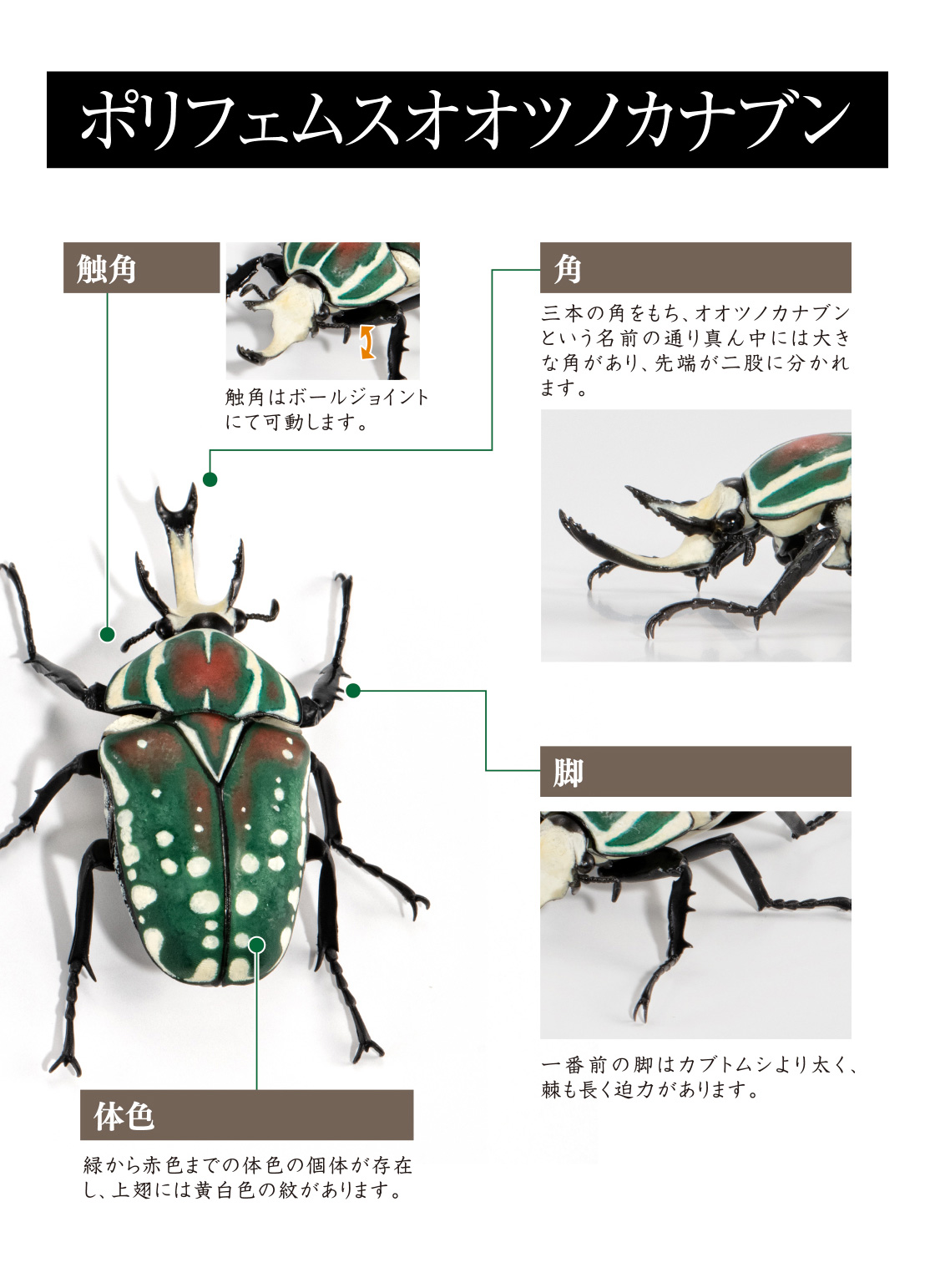 ポリフェムスオオツノカナブン 触角、角、脚、体色