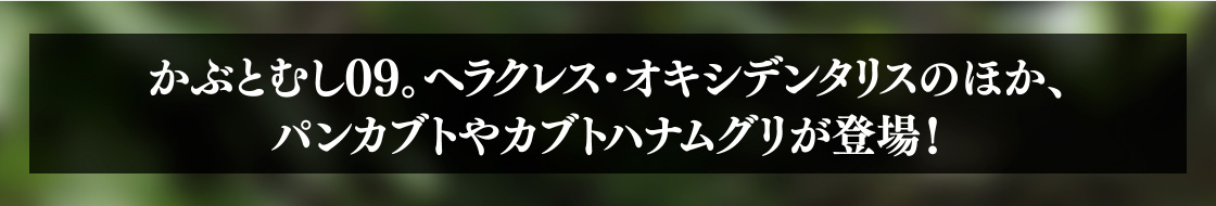 かぶとむし09 ヘラクレス・オキシデンタリスのほか、パンカブトやカブトハナムグリが登場！