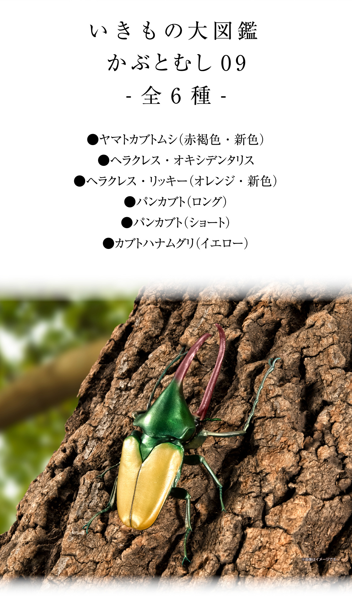 いきもの大図鑑 かぶとむし09 -全6種- ●ヤマトカブトムシ（赤褐色・新色） ●ヘラクレス・オキシデンタリス ●ヘラクレス・リッキー（オレンジ・新色）●パンカブト（ロング） ●パンカブト（ショート） ●カブトハナムグリ（イエロー）