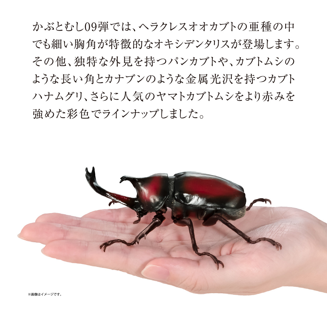 かぶとむし09弾では、ヘラクレスオオカブトの亜種の中でも細い胸角が特徴的なオキシデンタリスが登場します。その他、独特な外見を持つパンカブトや、カブトムシのような長い角とカナブンのような金属光沢を持つカブトハナムグリ、さらに人気のヤマトカブトムシをより赤みを強めた彩色でラインナップしました。