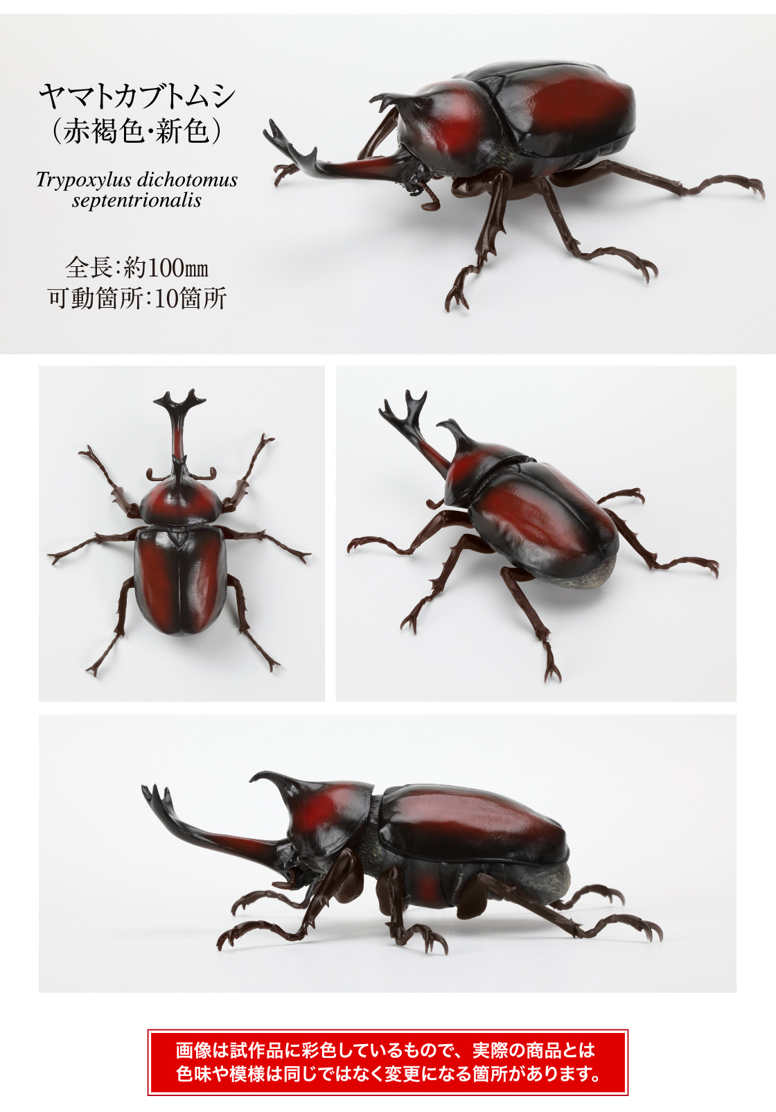 ヤマトカブトムシ（赤褐色・新色）