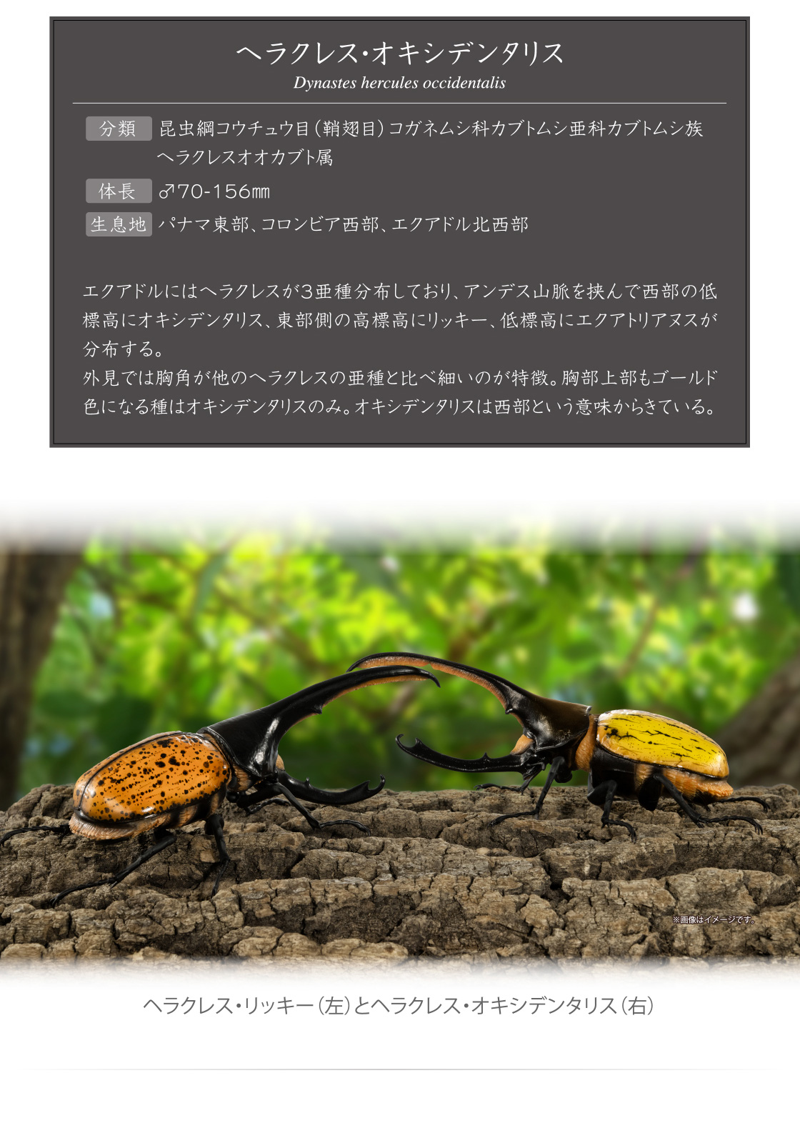 ヘラクレス・オキシデンタリス ※画像はイメージです。