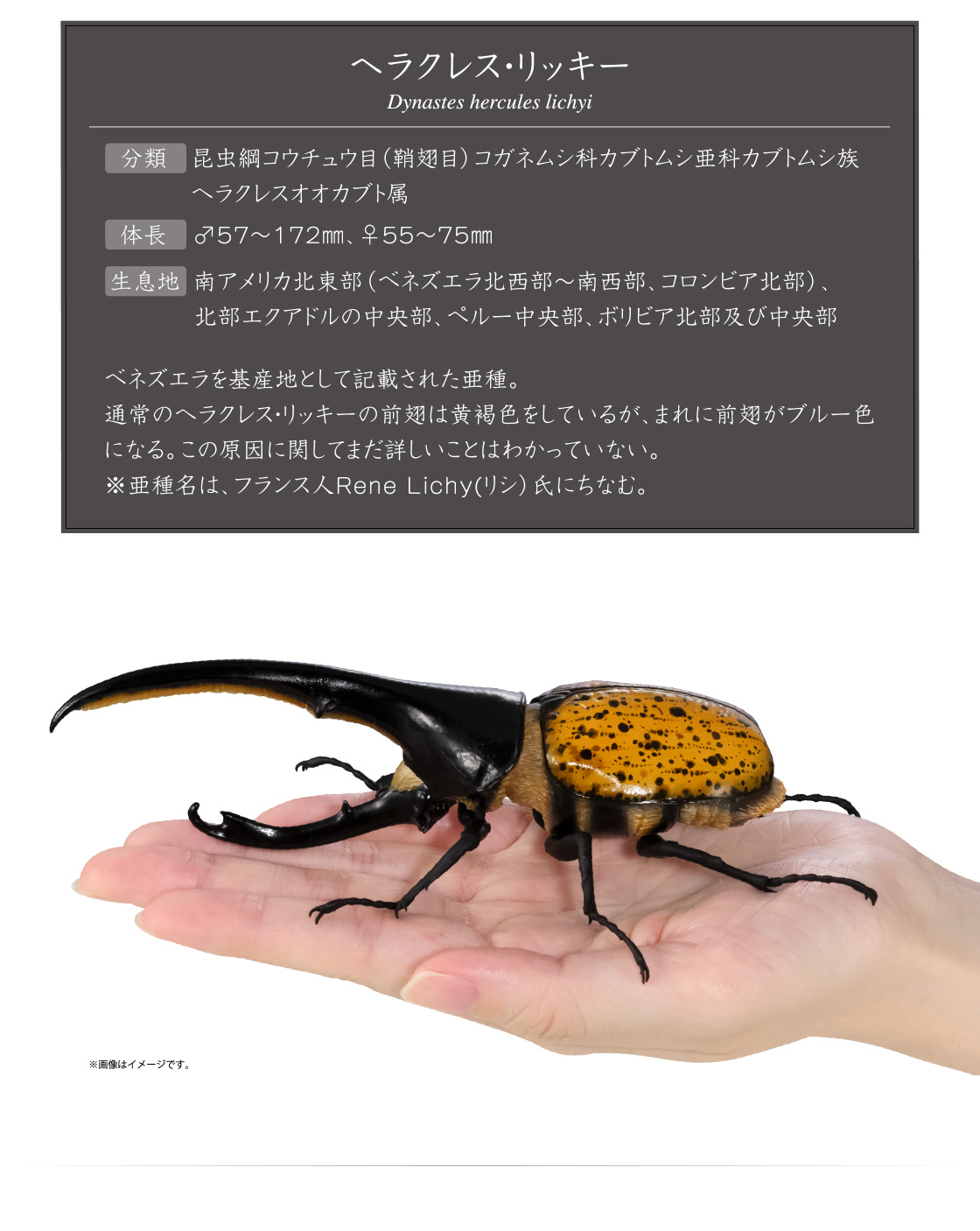 ヘラクレス・リッキー ※画像はイメージです。
