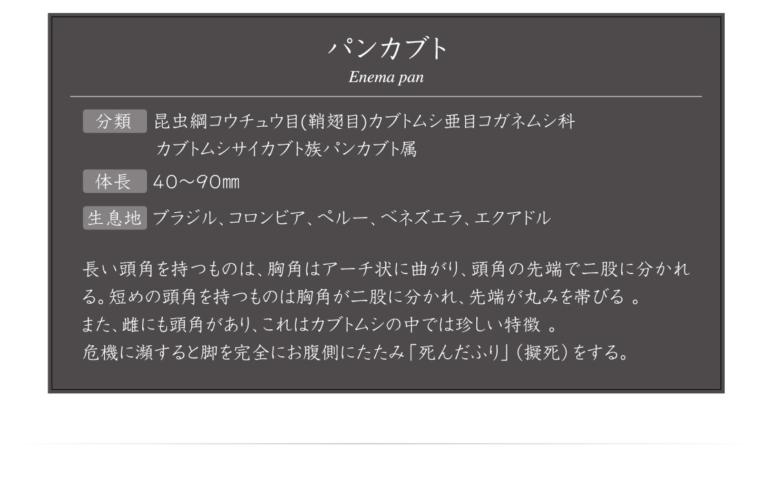 パンカブト