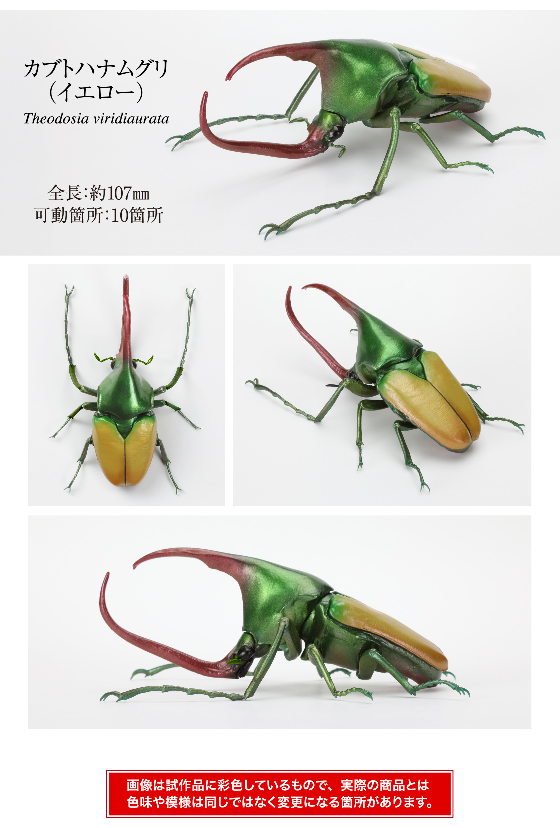 カブトハナムグリ（イエロー）