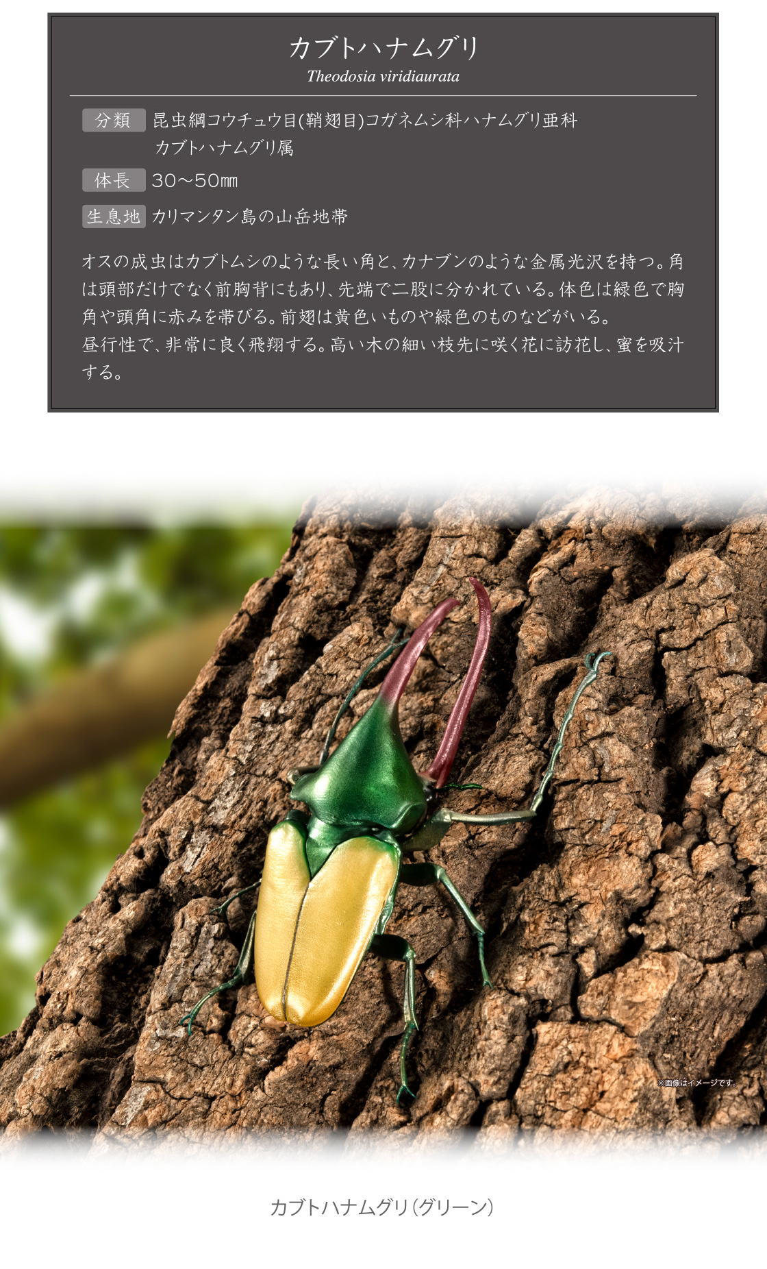 カブトハナムグリ ※画像はイメージです。
