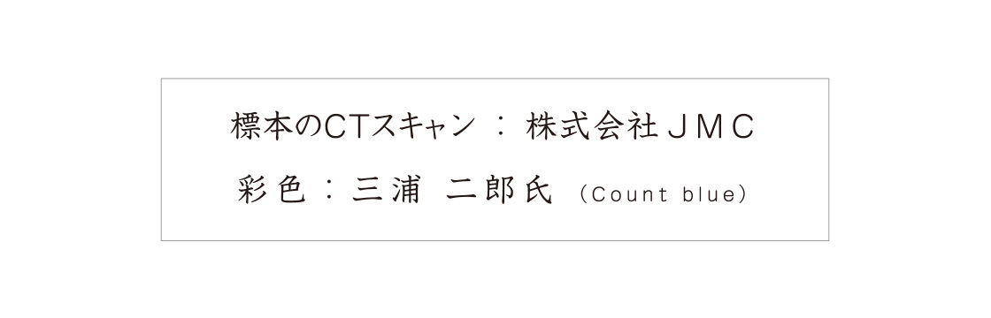 標本のCTスキャン：株式会社JMC　彩色：三浦二郎氏（Count blue）