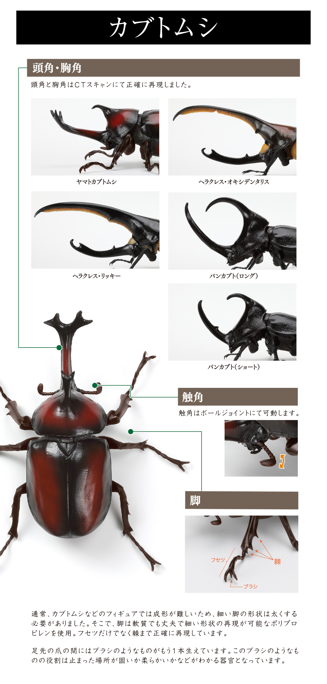 カブトムシ 頭角・胸角、触角、脚