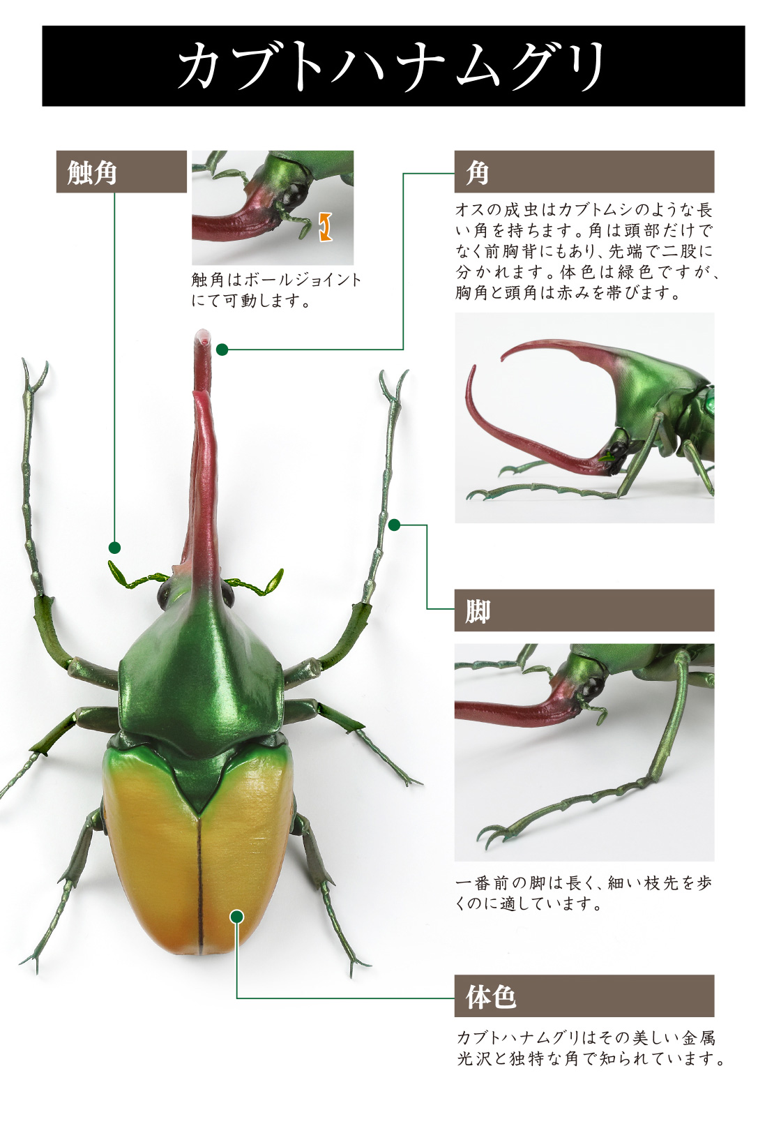 カブトハナムグリ 触角、角、脚、体色