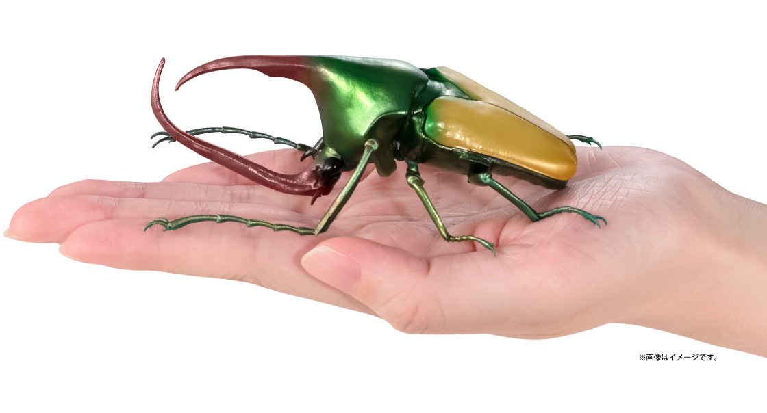 カブトハナムグリ ※画像はイメージです。