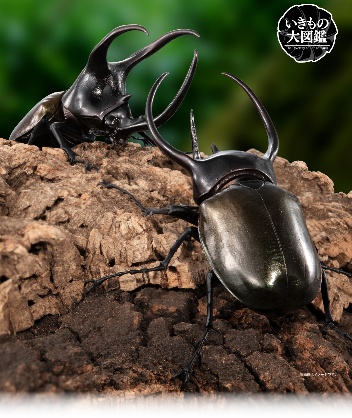 いきもの大図鑑 かぶとむし10