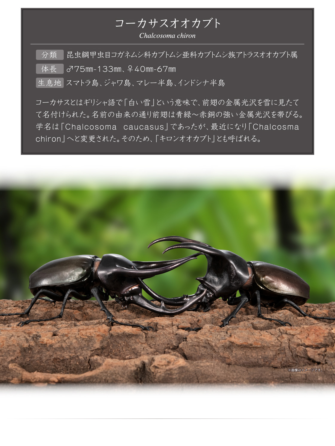 コーカサスオオカブト Chalcosoma chiron