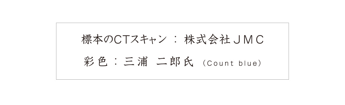 標本のCTスキャン：株式会社JMC　彩色：三浦二郎氏（Count blue）