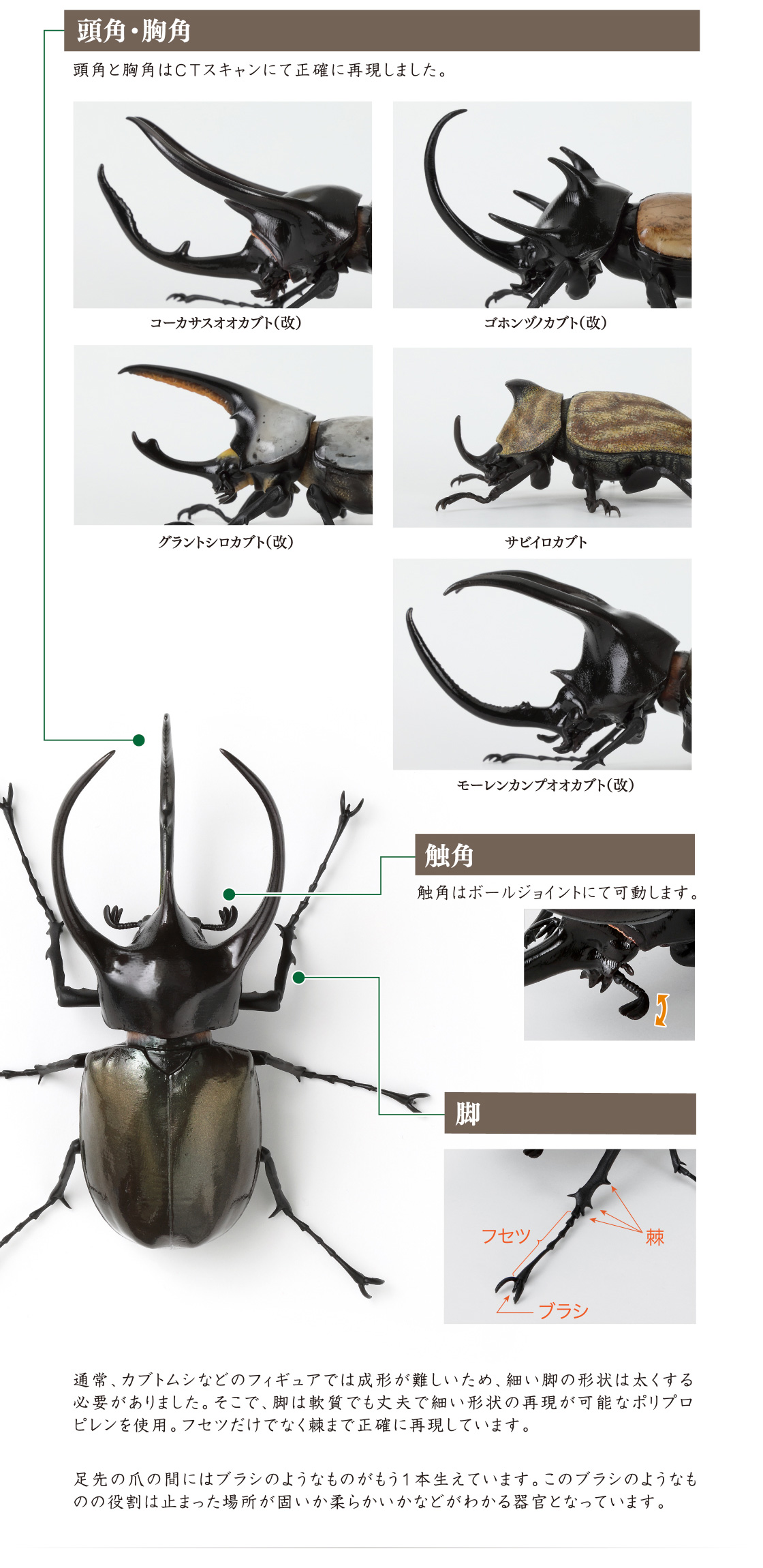 頭角・胸角、触角、脚