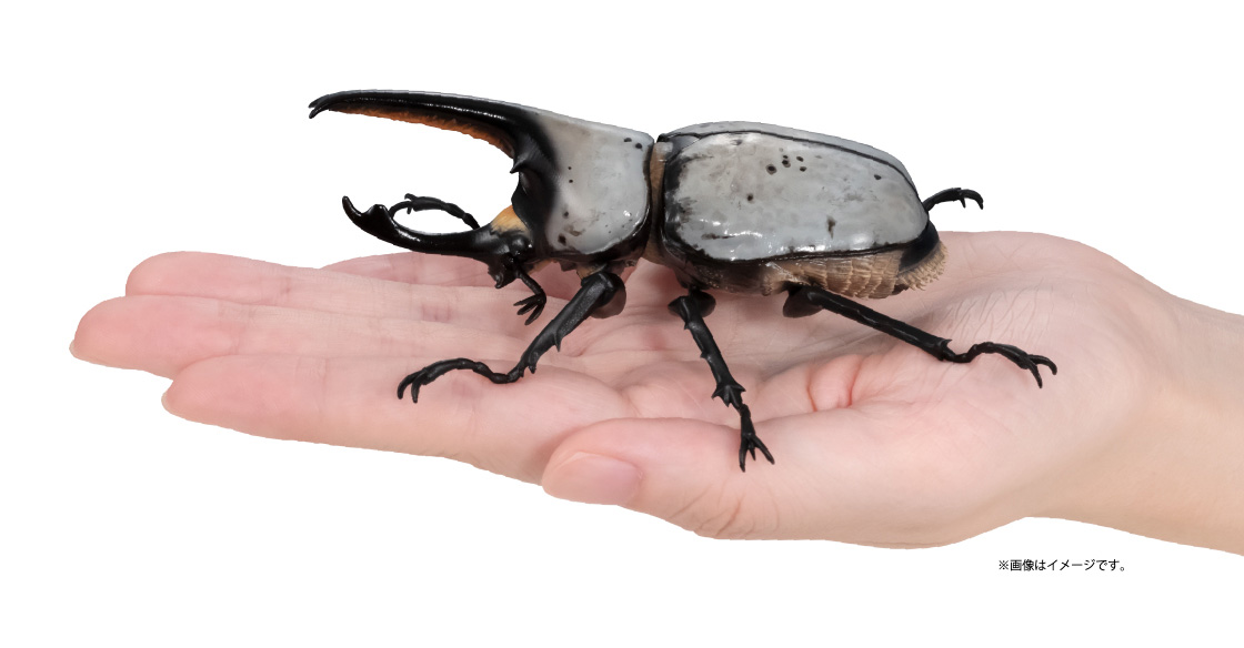 グラントシロカブト ※画像はイメージです。