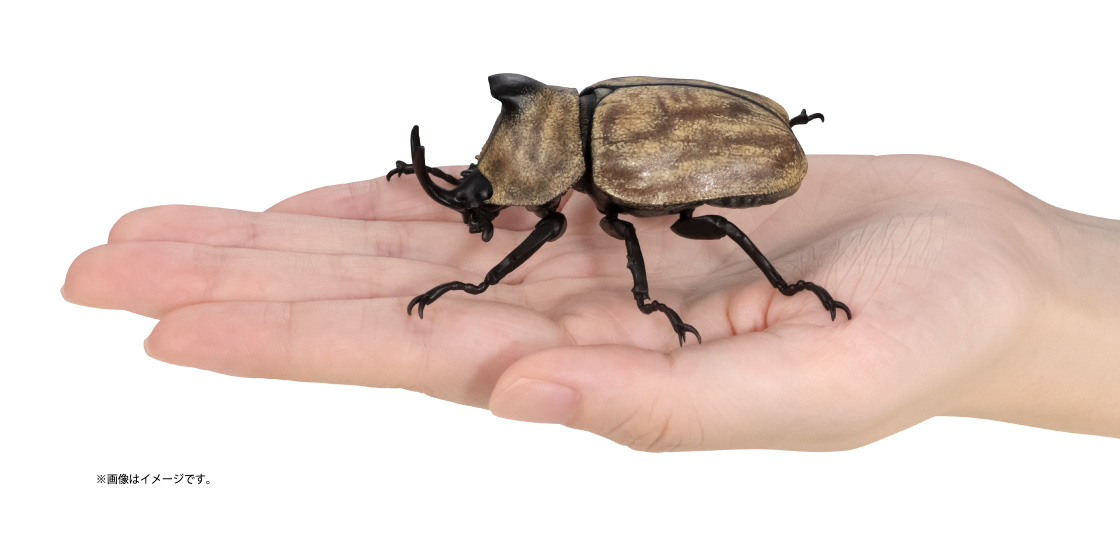 サビイロカブト ※画像はイメージです。
