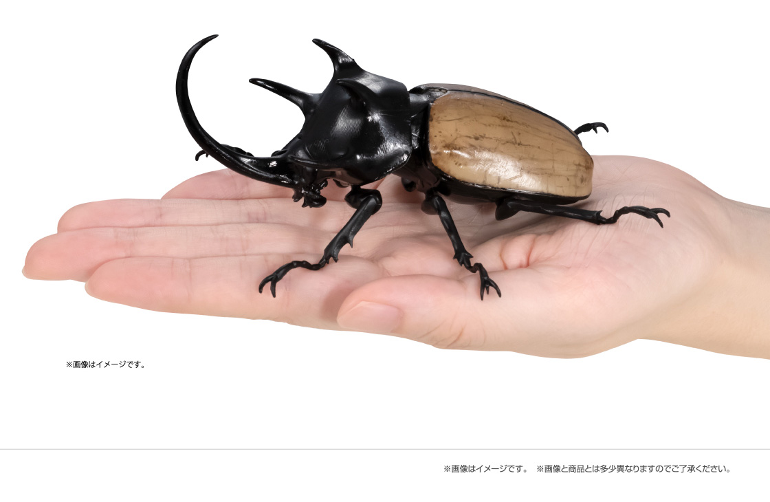 ゴホンヅノカブト ※画像はイメージです。 ※画像と商品とは多少異なりますのでご了承ください。