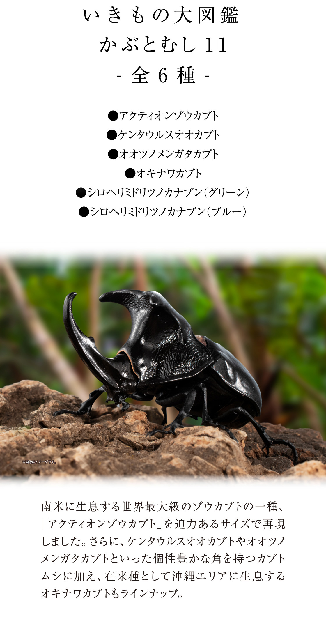 いきもの大図鑑 かぶとむし11 -全6種- ●アクティオンゾウカブト ●ケンタウルスオオカブト ●オオツノメンガタカブト ●オキナワカブト ●シロヘリミドリツノカナブン(グリーン) ●シロヘリミドリツノカナブン(ブルー)