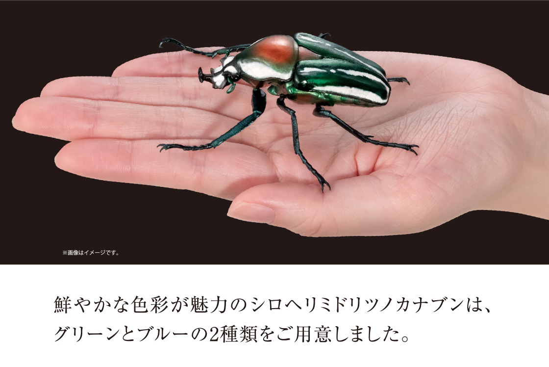 鮮やかな色彩が魅力のシロヘリミドリツノカナブンは、グリーンとブルーの2種類をご用意しました。