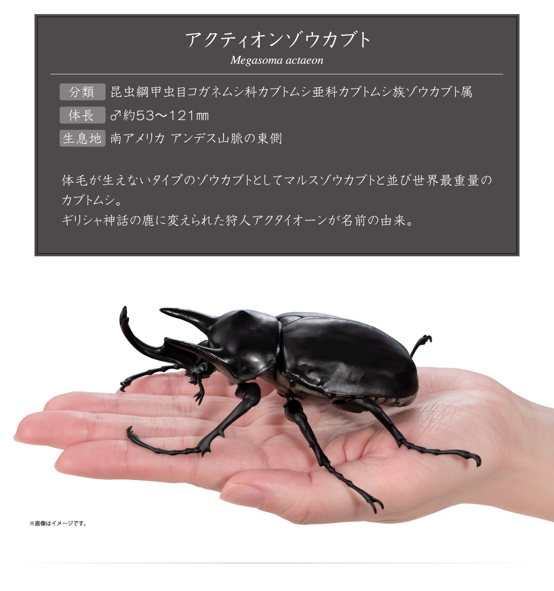 アクティオンゾウカブト Megasoma actaeon