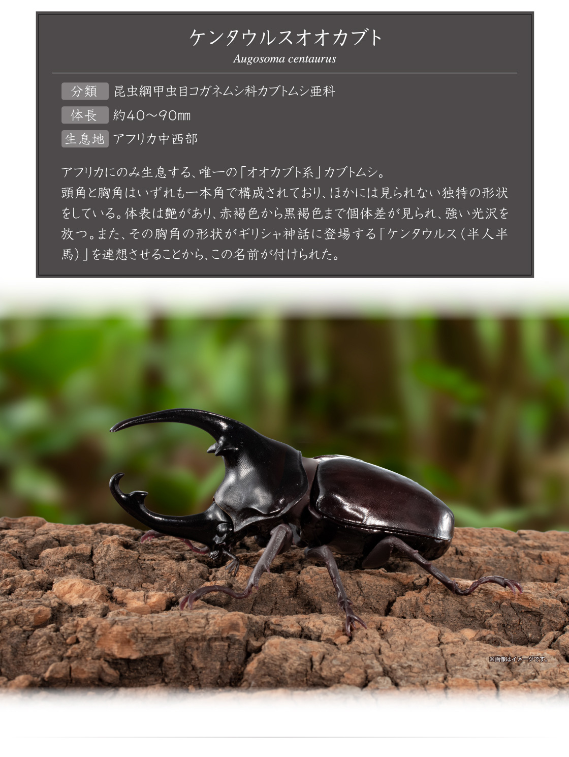 ケンタウルスオオカブト Augosoma centaurus