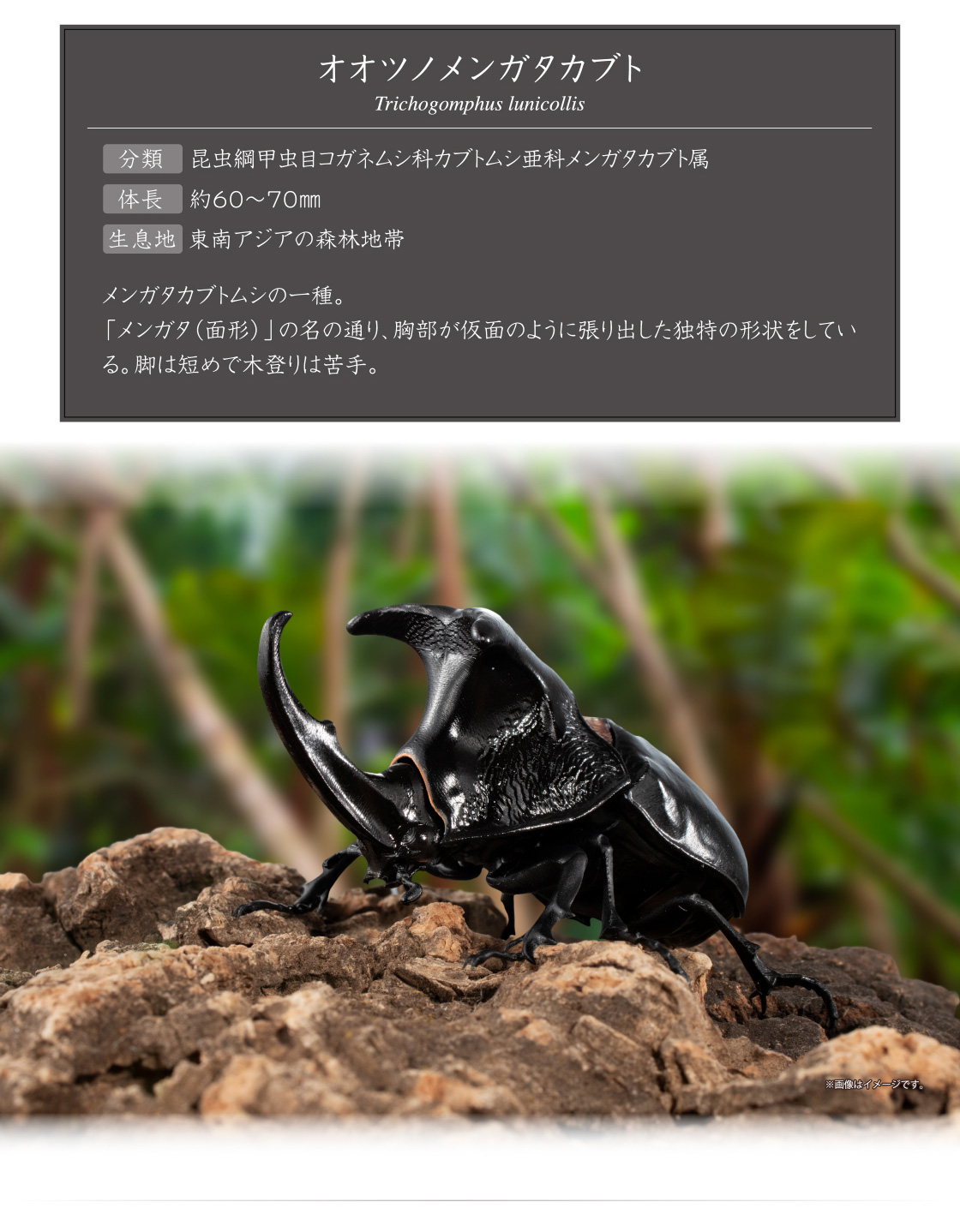 オオツノメンガタカブト Trichogomphus lunicollis