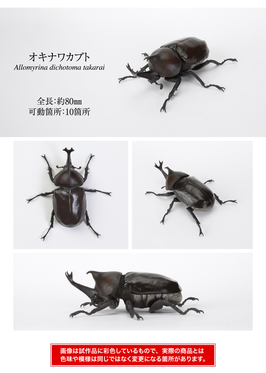 オキナワカブト 全長:約80mm 可動箇所:10箇所