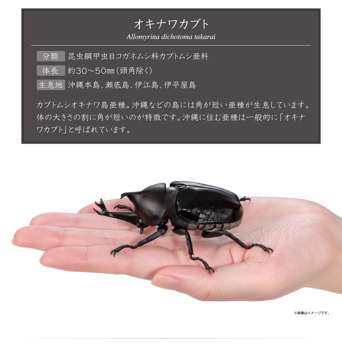 オキナワカブト Allomyrina dichotoma takarai