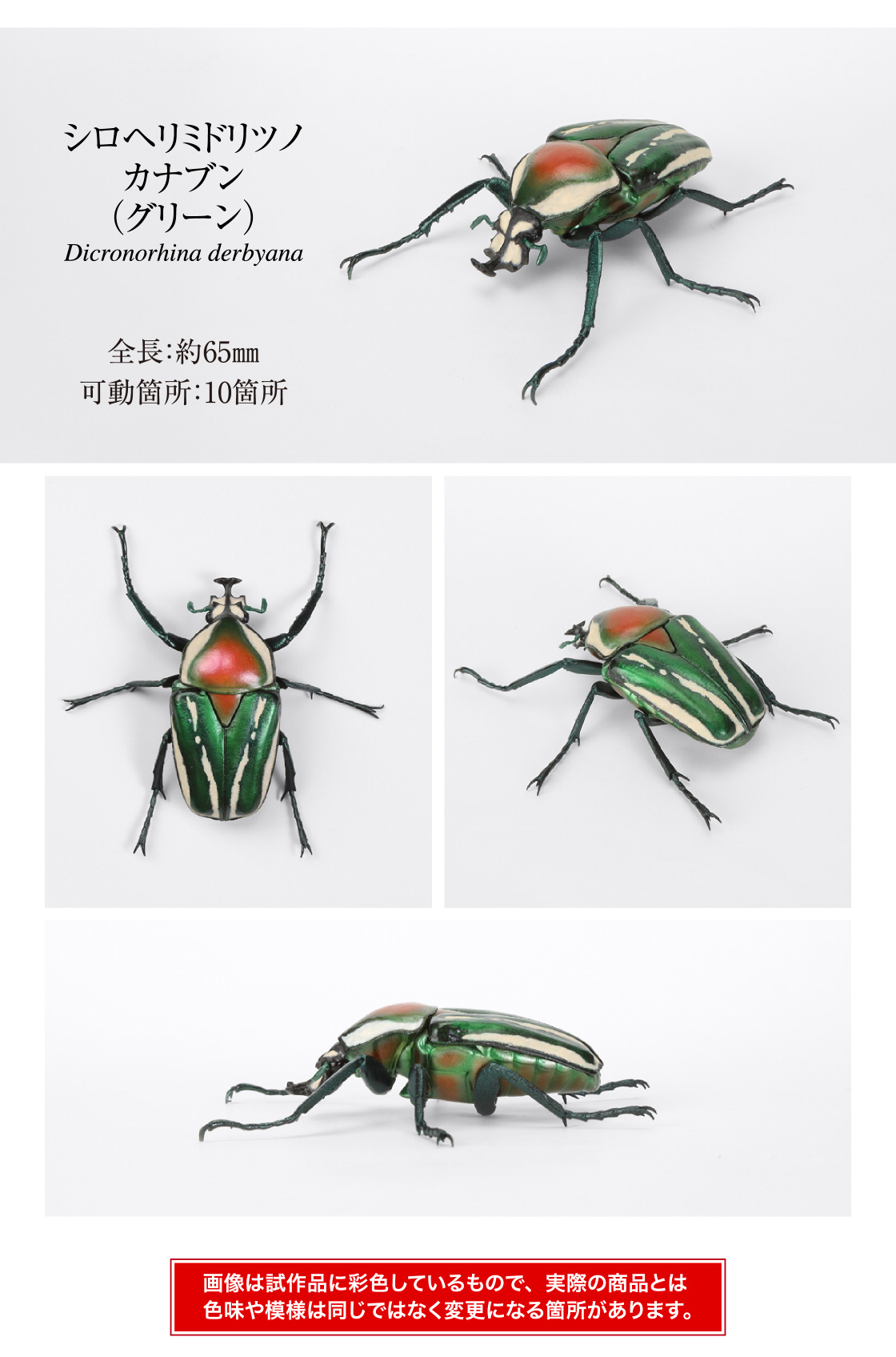 シロヘリミドリツノカナブン(グリーン) 全長:約65mm 可動箇所:10箇所