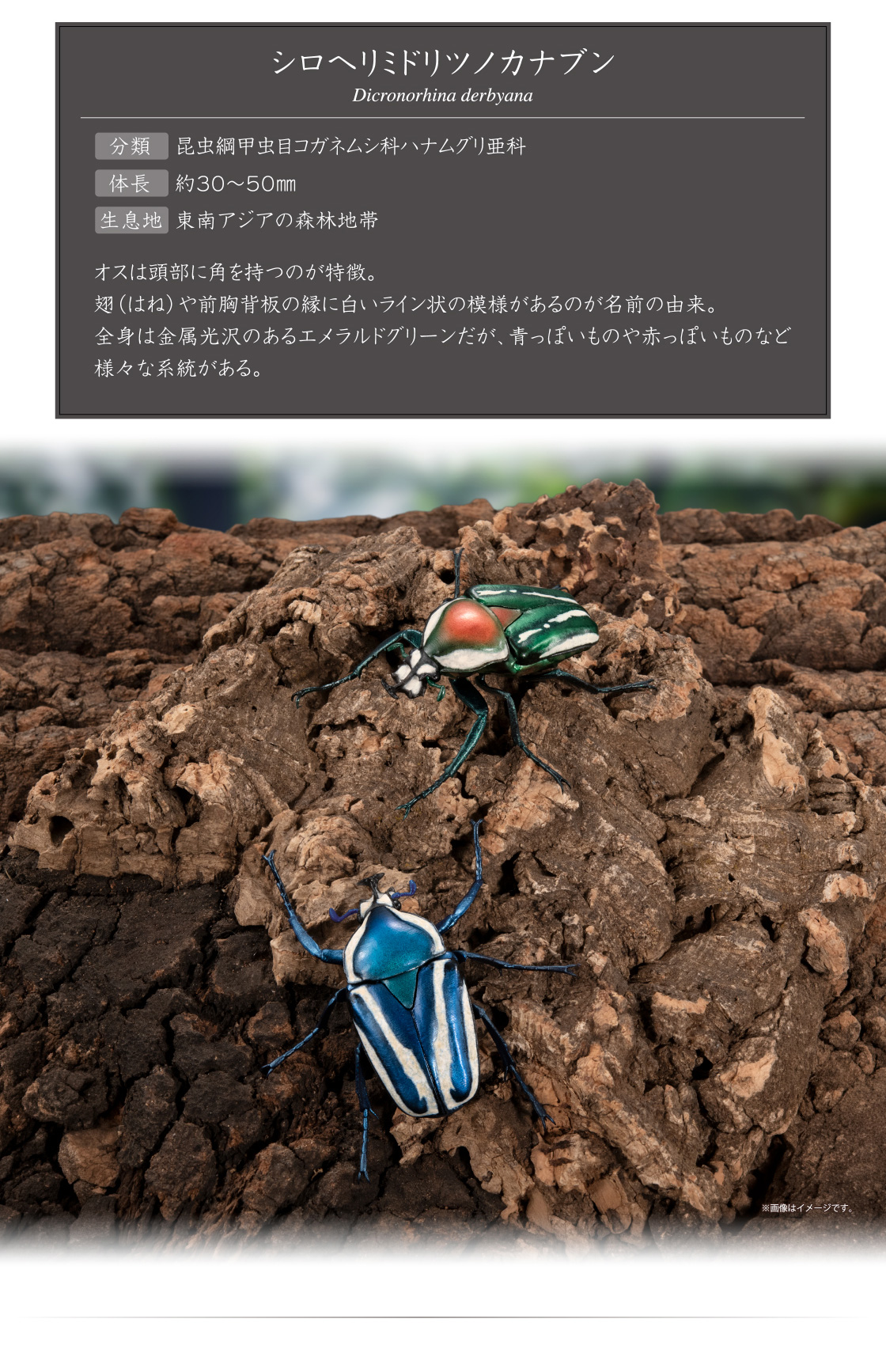 シロヘリミドリツノカナブン Dicronorhina derbyana