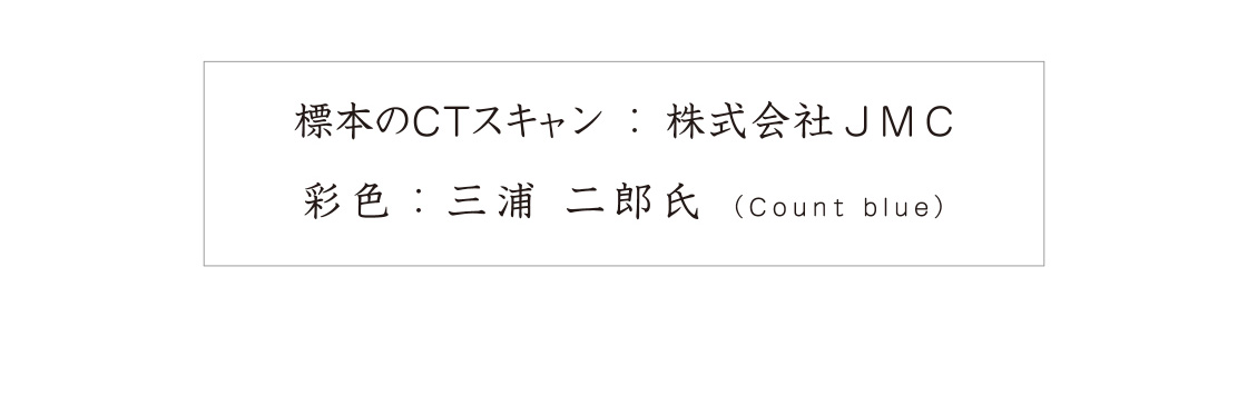 標本のCTスキャン：株式会社JMC　彩色：三浦二郎氏（Count blue）