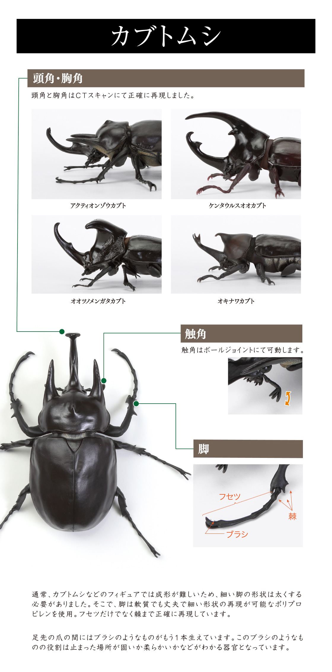 カブトムシ 頭角・胸角、触角、脚