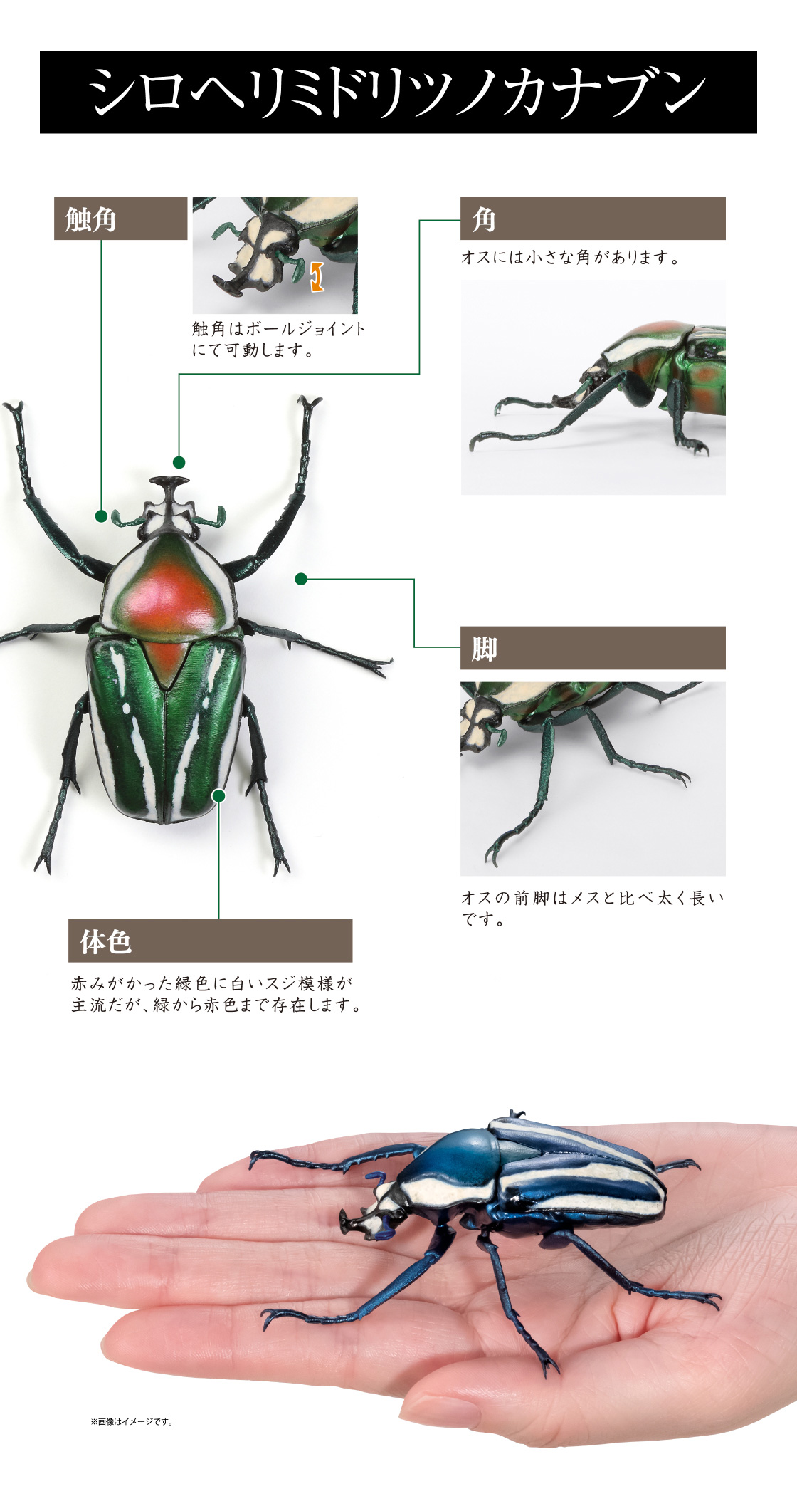シロヘリミドリツノカナブン 触角、角、脚、体色 ※画像はイメージです。