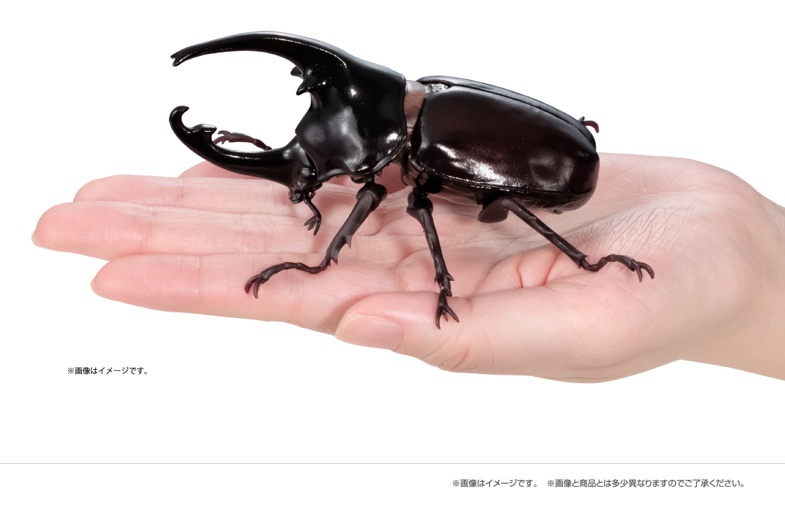 ケンタウルスオオカブト ※画像はイメージです。 ※画像と商品とは多少異なりますのでご了承ください。