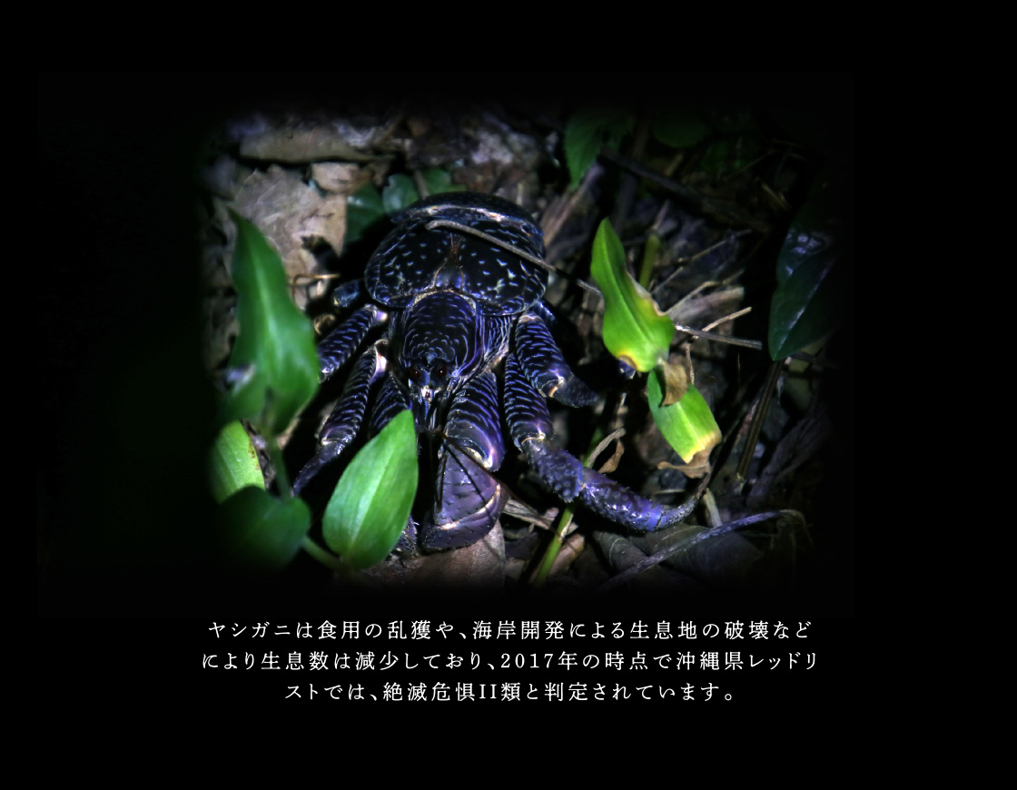 ヤシガニは食用の乱獲や、海岸開発による生息域の破壊などにより生息数は激減しており、2017年の時点で沖縄県レッドリストでは、絶滅危惧Ⅱ類と判定されています。