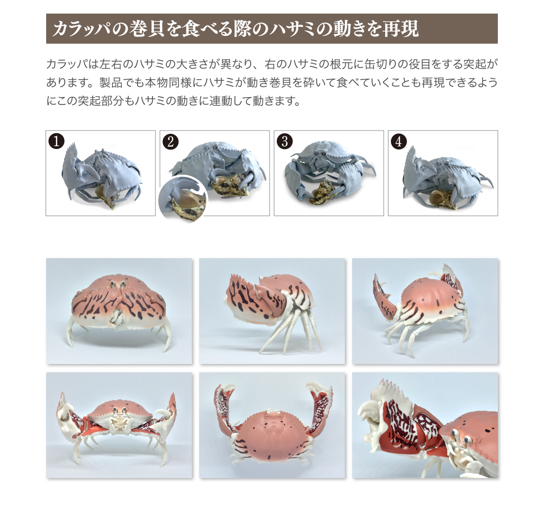 カラッパの巻貝を食べる際のハサミの動きを再現